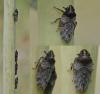 Tettigometra leucophaea